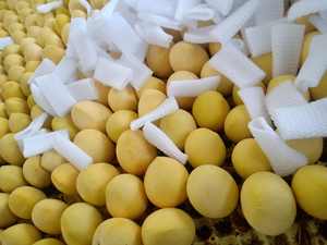 Kantong Kertas Mangga Anti Air Sampel Gratis, Kantong Pelindung Mangga, Kantong Kertas Penumbuh Buah Mangga - Product Image 6