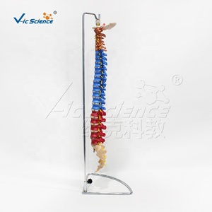 Modelo de <span class=keywords><strong>esqueleto</strong></span> de columna vertebral de Color de ciencia médica, modelo de educación médica de Anatomía de columna vertebral, <span class=keywords><strong>esqueleto</strong></span> de tamaño real - Product Image 2