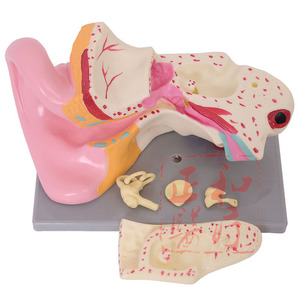 แบบจำลองกายวิภาคหูเจิ้งเหอ ขยาย 3-5 เท่า โครงสร้างหูภายนอก กลาง ภายใน แบบจำลองการสอนทางการแพทย์ - Product Image 1