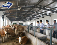 Grande structure en acier inoxydable, grange de vache, cadre en acier, toit en métal stable