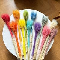 Tiges de blé préservées arc-en-ciel tendance, écologiques, 60 tiges par bouquet, vente en gros pour la décoration de vases à la maison, de mariages et d'événements