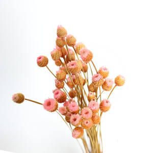 Mini Margarita importada de Brasil, flor feliz seca para decoración del hogar - Product Image 3