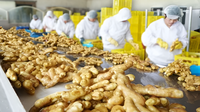 Usine industrielle de transformation du gingembre pour la production de poudre, de pâte, de jus et d'huile avec technologie de séchage et d'extraction de pointe