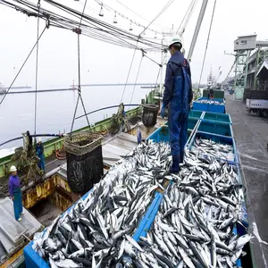 Makarel Rebus Dapat Timah Ikan Makanan Laut Makarel Jepang dengan Umur Simpan 3 Tahun