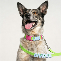 Wasserdichtes PVC-Hundehalsband mit Abnehmbaren 3D-Namensbuchstaben; Separat Erhältlich oder Als DIY Personalisiertes Set für Alle Hunderassen
