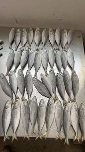 Peixe Cavala Congelado de Alta Qualidade - Mais Vendido para Alimentos Enlatados - Product Image 3