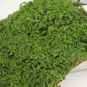 Feuille <span class=keywords><strong>de</strong></span> <span class=keywords><strong>mousse</strong></span> plate stabilisée naturelle Thuidium Cymbifolium pour décoration murale, aménagement paysager DIY, vente en gros - Product Image 3
