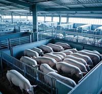 Granges et hangars à structure en acier pour bovins, porcs, poulets, moutons, élevage de chevaux, bâtiments agricoles durables