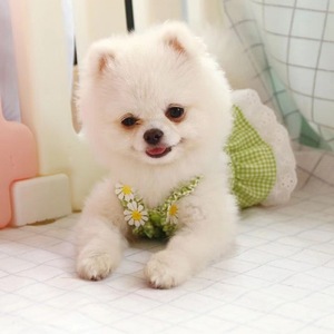 Robe d'été jaune à carreaux avec dentelle pour animaux de compagnie, pour Teddy, Pomeranian, Bichon Frise - Product Image 2