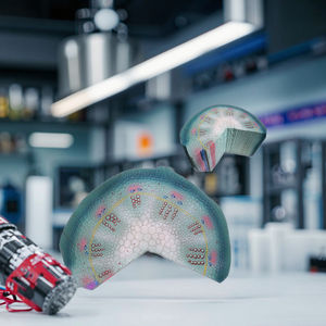 Modèle de structure de tige de dicotyle, modèle de cellule végétale, modèle pédagogique de plante, structure scientifique pour les écoles de médecine et les écoles - Product Image 4