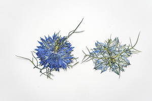 Jasminum-suministros para hacer tarjetas de pétalos, joyería de resina, plantas naturales respetuosas <span class=keywords><strong>con</strong></span> el medio ambiente, <span class=keywords><strong>flor</strong></span> prensada Real para secar - Product Image 4