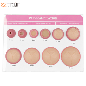 Modelos de PVC para Enseñanza de Partería, Dilatación Cervical <span class=keywords><strong>y</strong></span> Examen Ginecológico, para Uso en Laboratorio - Product Image 4