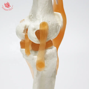 Modelo anatómico <span class=keywords><strong>de</strong></span> articulación <span class=keywords><strong>de</strong></span> <span class=keywords><strong>rodilla</strong></span> <span class=keywords><strong>de</strong></span> tamaño Natural humano FRT029 modelo <span class=keywords><strong>de</strong></span> esqueleto <span class=keywords><strong>de</strong></span> anatomía con <span class=keywords><strong>ligamentos</strong></span> - Product Image 5