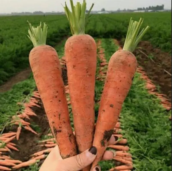 Bulk Style Packaging Frozen Organic Carrot Corn Vegetable Winter Mixed Deep Frozen Vegetables