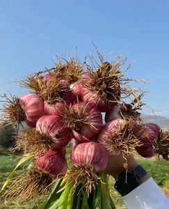 <span class=keywords><strong>Engrais</strong></span> organique soluble dans l'eau à 100%, <span class=keywords><strong>poudre</strong></span>, pulvérisation foliaire, agriculture, extrait d'<span class=keywords><strong>algues</strong></span>, test rapide du sol, chaux vive, <span class=keywords><strong>algues</strong></span> <span class=keywords><strong>marines</strong></span>, n°1 - Product Image 4