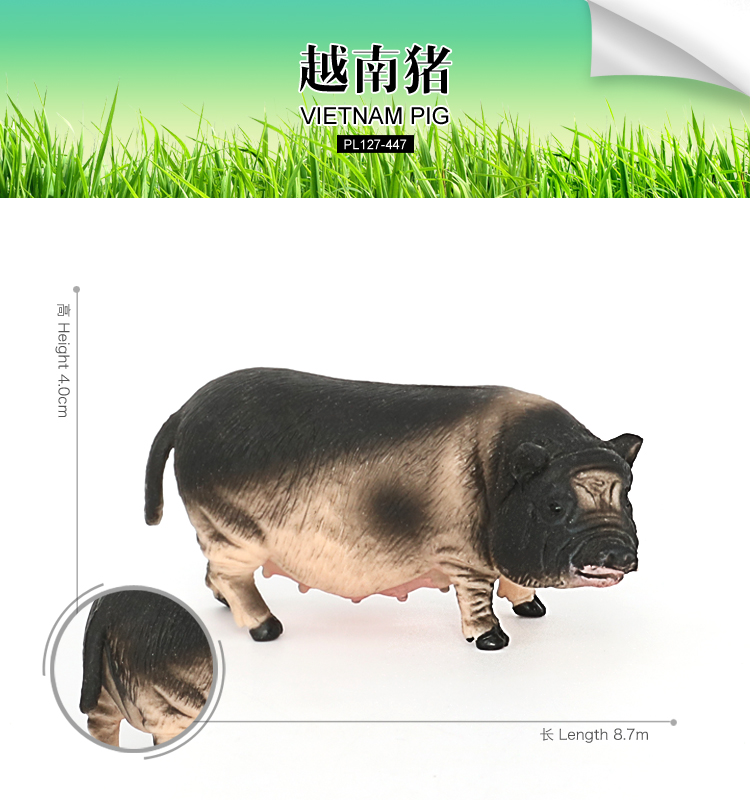 447 Cochon du Vietnam