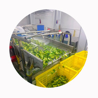 Brócoli Congelado XMSD 1 kg x 10 Paquetes por Caja para Distribución de Comestibles Importados y Programas de Venta Minorista de Formato Pequeño