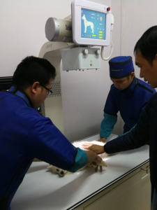 جهاز الأشعة السينية الطبي الذكي DMXR12 رخيص السعر مزود بمصباح فوقي 20 كيلووات للأطباء البيطريين - Product Image 6