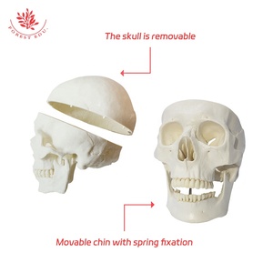 Modelo de cráneo humano anatómico 3 partes FRT019 ciencia médica la mandíbula de la barbilla puede morder con 3 dientes modelo de cráneo de tamaño natural extraíble - Product Image 3