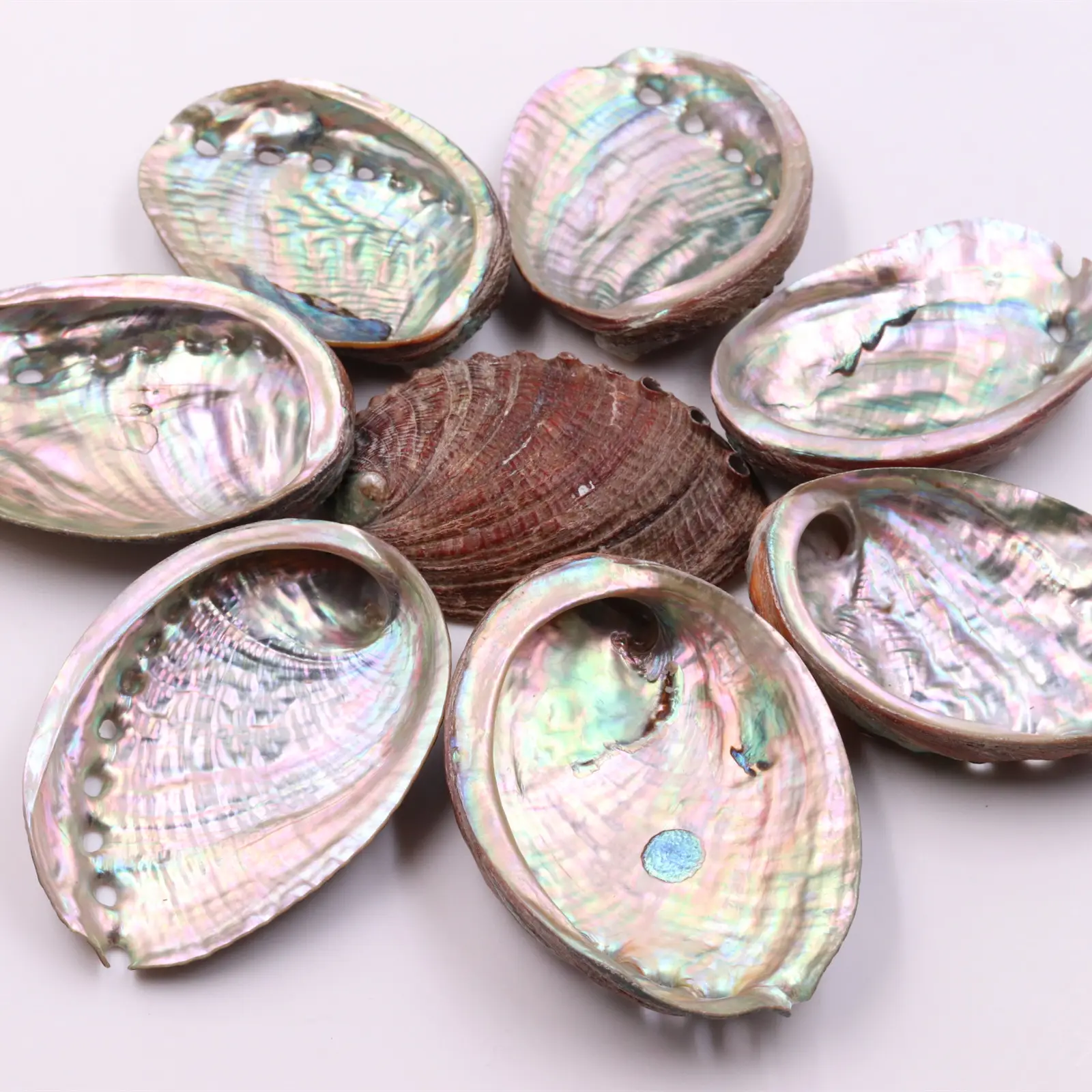 CELION โรงงานขายส่งโดยตรง Unpolished ทำความสะอาดบ้านสต็อก Abalone Shell Smudging