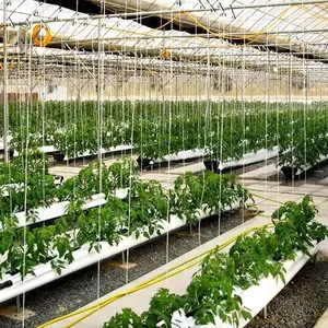 Kokosnoot Turf Teelt Met Planten Gutter Voor Agrarische Kas Tomaten Groeien