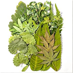 Ensemble de feuilles séchées <span class=keywords><strong>press</strong></span>ées assorties pour projets de bricolage, <span class=keywords><strong>scrapbooking</strong></span> et fabrication de cartes de vœux - Product Image 6