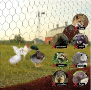 Anping County xingpeng Galvanized chicken/poultry/rabbit wire netting cheap price export to Africa