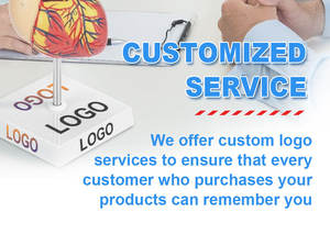 Probador de torso humano para hombre, dispositivo médico para la ciencia médica de 85cm, con 19 piezas - Product Image 6