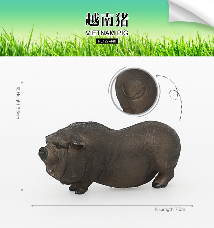 448 Cochon du Vietnam