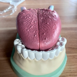 แบบจําลองปากถุงของมนุษย์ลิ้นกายวิภาคศาสตร์ของมนุษย์ 4 ส่วนแบบจําลองการสอนสําหรับวิทยาลัยการแพทย์ - Product Image 3
