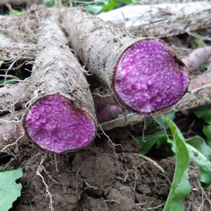 Polvo de Ñame Morado de Alta Calidad/Extracto de Papa Morada/Polvo de Batata Morada de Alta Calidad, Polvo de Puré de Papa - Product Image 4
