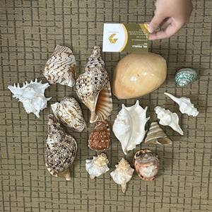 Les pièces de coquillages polis élèvent vos conceptions de bijoux Artisanat et projets d'art inspirés de l'océan - Product Image 4