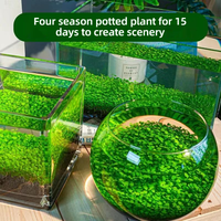 Graines de plantes aquatiques écologiques 1L, substrat sans lavage pour aquarium, hydroponie de bureau, micro-paysage en pot, décoration
