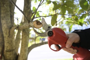 Outil de jardin professionnel, sécateur sans fil, cisailles électriques à batterie, puissance de sortie élevée, ciseaux de taille - Product Image 5