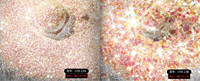 Paillettes hexagonales multicolores mélangées, paillettes épaisses blanches irisées pour le corps, le visage, l'artisanat, la décoration