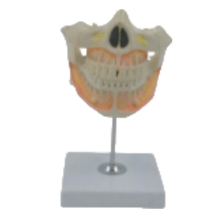 Modelo de Enseñanza Médica ADA-A530, Tamaño Real, 2 Partes, Anatomía Humana de PVC para Estudiantes de Odontología, Hecho en Shanghái - Product Image 1