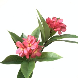 Haute qualité 3D imprimé artificiel Plumeria Rubra fleurs <span class=keywords><strong>frangipanier</strong></span> <span class=keywords><strong>frangipane</strong></span> avec tige pour mariage noël décoration de la maison - Product Image 4
