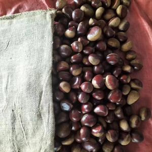 Nuevas Castañas Frescas <span class=keywords><strong>de</strong></span> Cosecha 2023 al por Mayor, Exportadas a China, Alimentos <span class=keywords><strong>de</strong></span> Primera Calidad, Snack Crudo - Product Image 1