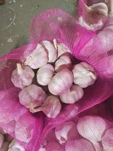 Ail frais de Chine 40mm 50mm 60mm Allium Sativum Qualité Premium Exportation en Gros Fournisseur Ajo Alho Ails - Product Image 4