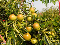 Chinese Winter Jujube Fruit 2Kg Export Specialiteit Uit Shandong Met 8 Weken Houdbaarheid
