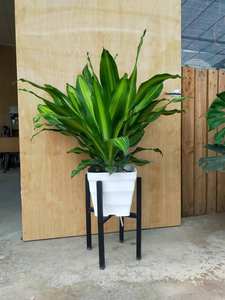 Duy Ngoc Pot à vagues carré en plastique de grande ou petite taille OEM personnalisé avec trous de drainage Pot de fond durable - Product Image 2