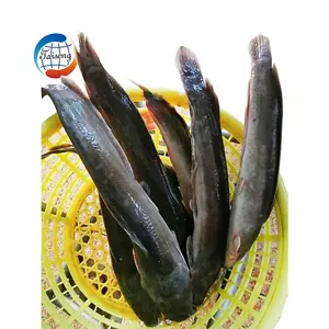 来自中国的台生海鲜冷冻全圆鲶鱼产品供应商