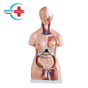 Modèle éducatif humain HC-S240, modèle de torse bisexuel, anatomie avec 23 pièces - Product Image 1