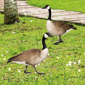 Bán Buôn Canada Inflatable Tuyết Ngỗng Săn Bắn Mồi Đầy Đủ Cơ Thể Vỏ Nổi Đứng Hình Bóng Đốm Grey Cho Canada Săn Bắn - Product Image 2