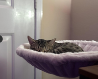 Lit de bureau pour chat Tissu en fausse fourrure douce Cadre en acier Étagère réglable pour chat Hamac d'intérieur pour votre bureau