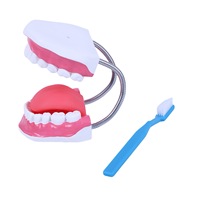 Modelo de Maniquí para Cuidado Dental, Material PVC, para Enseñanza en Escuelas Primarias y Secundarias, Simulación de Cepillado de Dientes