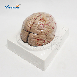 Modèle d'anatomie cérébrale à double hémisphère en PVC avec marquage des vaisseaux, kit pédagogique pour cours de <span class=keywords><strong>neurosciences</strong></span> en faculté de médecine, ressources pédagogiques CE/ISO/ROHS - Product Image 6