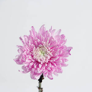 Base para plantar <span class=keywords><strong>flores</strong></span>, venta al por mayor <span class=keywords><strong>de</strong></span> fábrica, crisantemo fresco teñido para decoración funeraria - Product Image 6