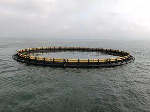 Cage à poissons en HDPE pour échange d'eau optimal accélère la croissance des poissons et augmente la production totale de la ferme. - Product Image 2