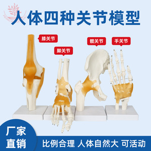 Modèle articulaire humain avec quatre types de ligaments (épaule, pied, genou, hanche), détaillé et clair, un modèle médical orthopédique standard - Product Image 5